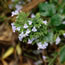 Calamintha nepeta subsp. nepeta